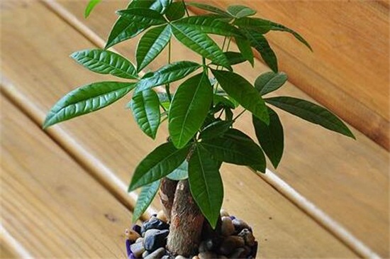 发财树能养几年