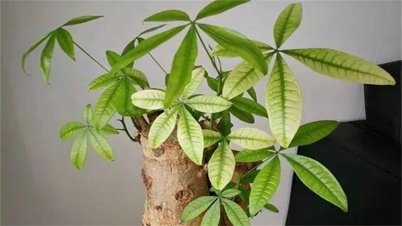 发财树叶子发黄脱落如何挽救