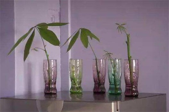 发财树插枝水培办法