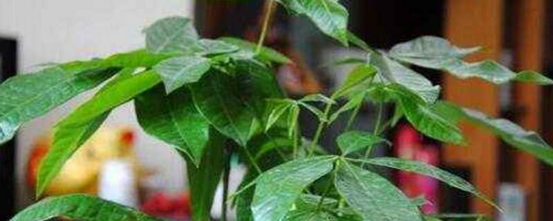 发财树浇水如何算浇透