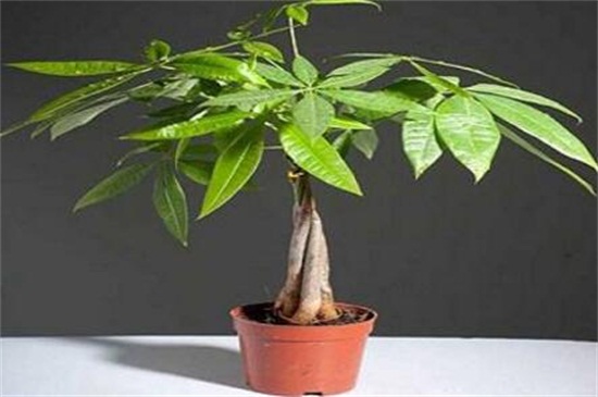 发财树浇水如何算浇透