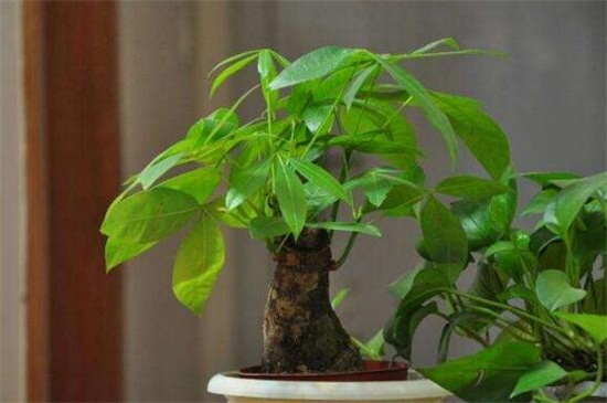 发财树浇水如何算浇透