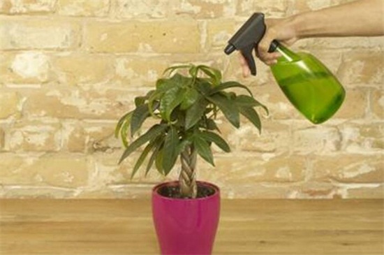 发财树浇水如何算浇透