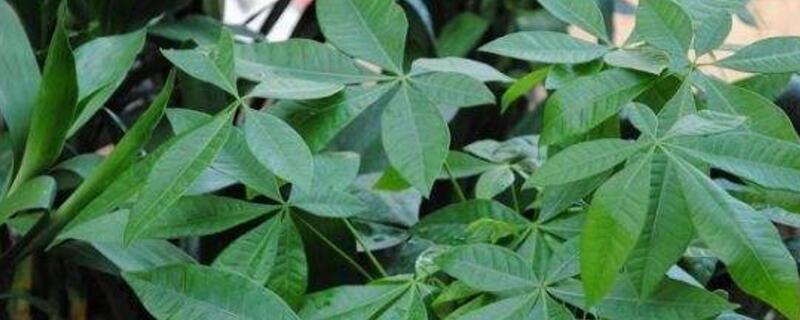 发财树落叶如何补救