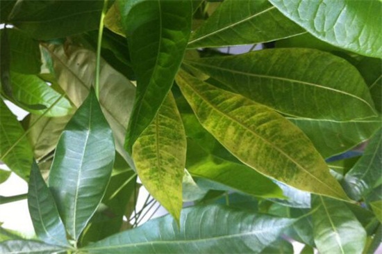 发财树落叶如何补救