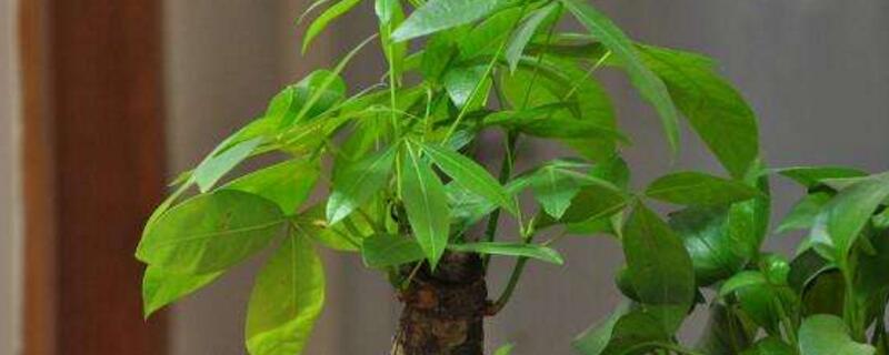 发财树叶子尖干枯如何回事