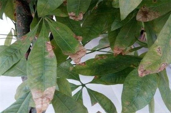 发财树叶子尖干枯如何回事
