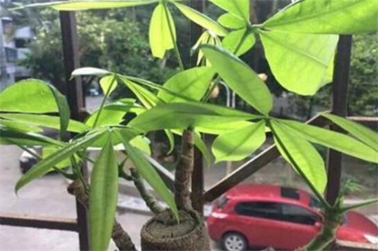 发财树叶子尖干枯如何回事