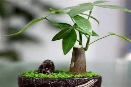 发财树叶子尖干枯如何回事