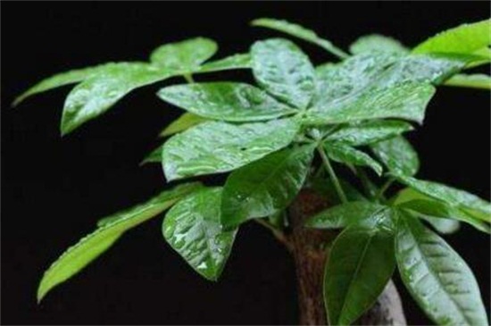 发财树叶子尖干枯如何回事