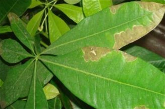 发财树叶子尖干枯如何回事