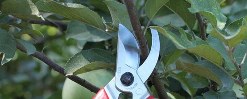 大发财树的修剪办法图