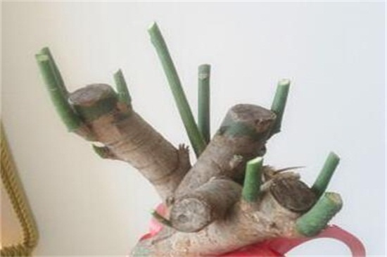 大发财树的修剪办法图