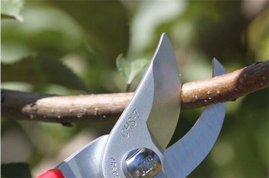 大发财树的修剪办法图