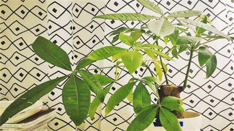 发财树如何插枝图解