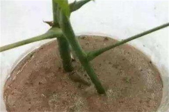 发财树如何插枝图解