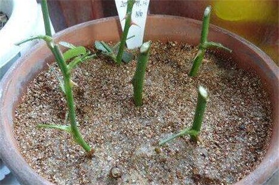 发财树如何插枝图解