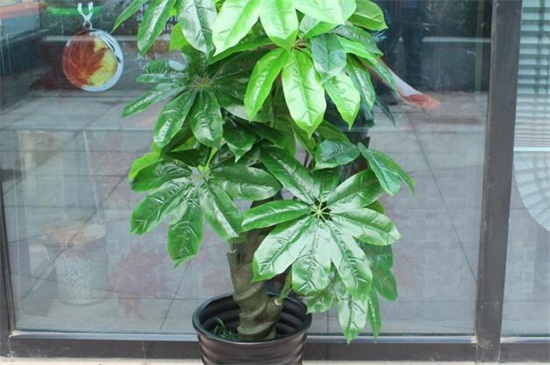 发财王的养殖办法和留意事项