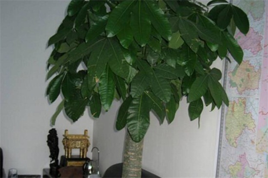 发财王的养殖办法和留意事项