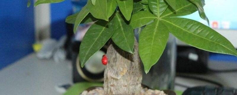 发财树如何养才长得好