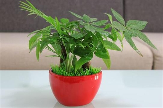 发财树如何养才长得好