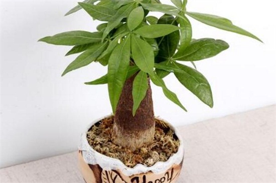 发财树如何养才长得好