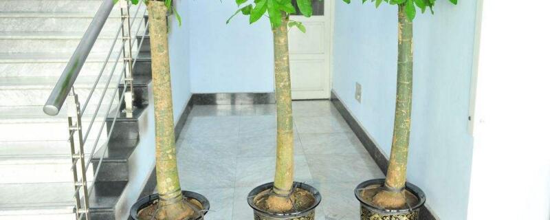 发财树在家中如何摆放