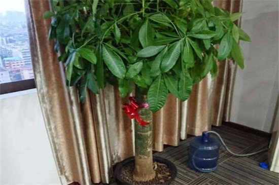 发财树在家中如何摆放