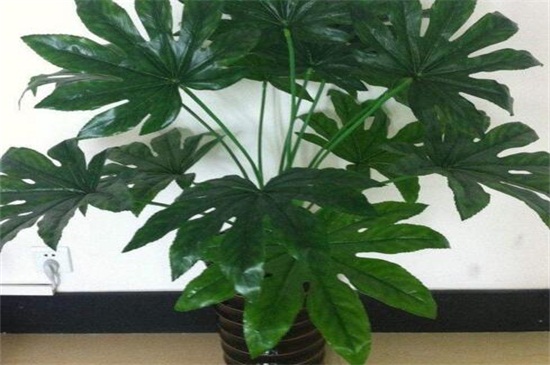 发财树在家中如何摆放