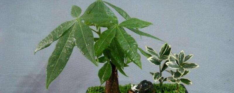 发财树徒长如何办