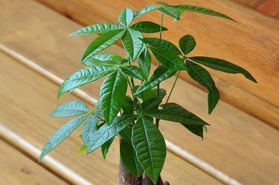 发财树徒长如何办