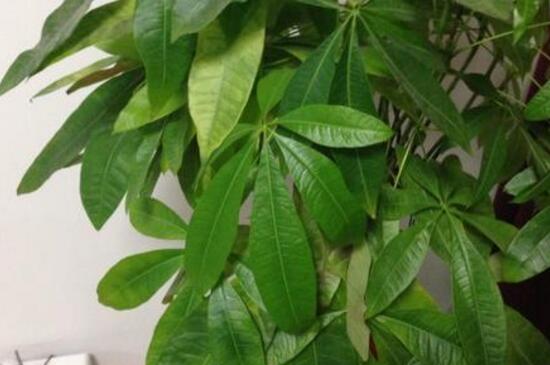 发财树徒长如何办