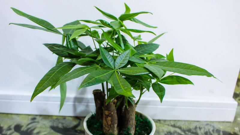 发财树的养殖办法