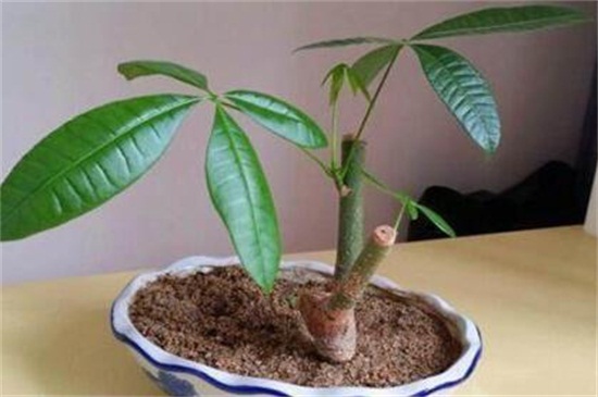 发财树的养殖办法