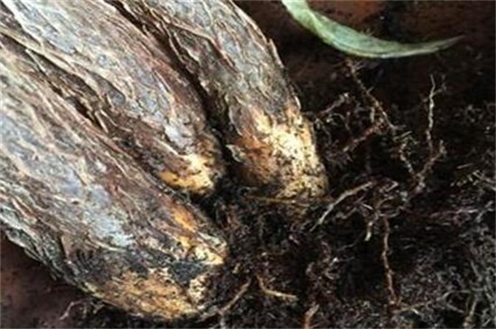 发财树根部腐烂如何处理救治，5个步骤处理