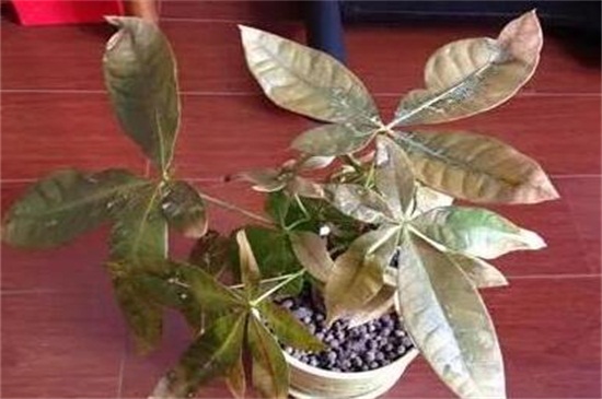 发财树根部腐烂如何处理救治，5个步骤处理