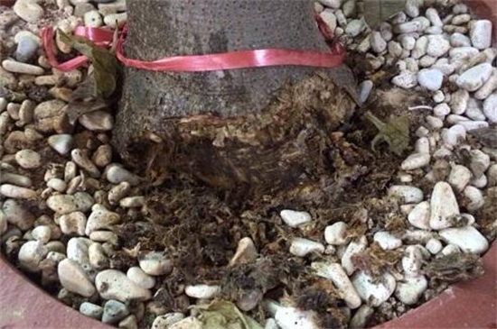 发财树根部腐烂如何处理救治，5个步骤处理