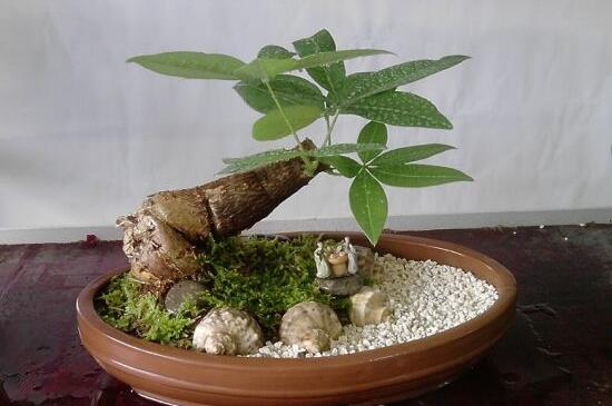 发财树放钱是如何放的，字面朝上可招财