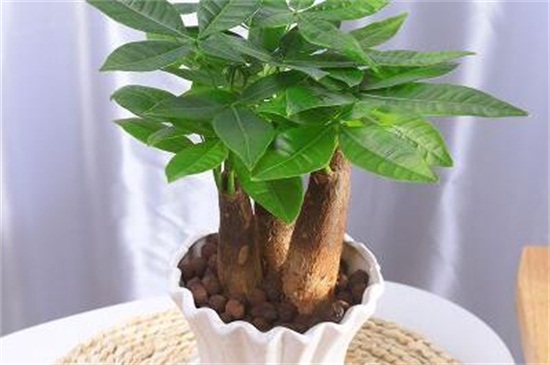 发财树放钱是如何放的，字面朝上可招财