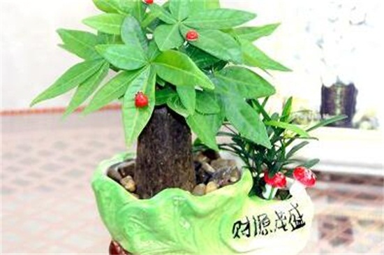 发财树放钱是如何放的，字面朝上可招财