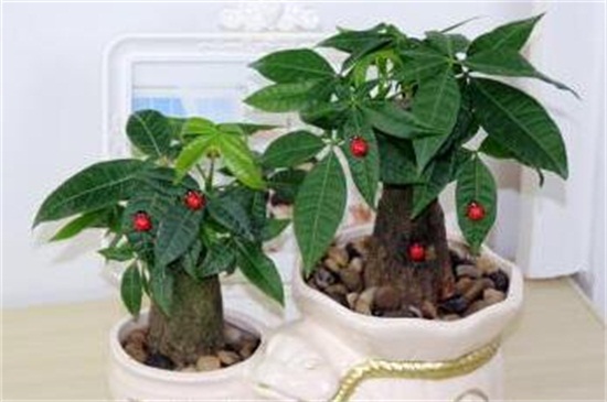 发财树放钱是如何放的，字面朝上可招财