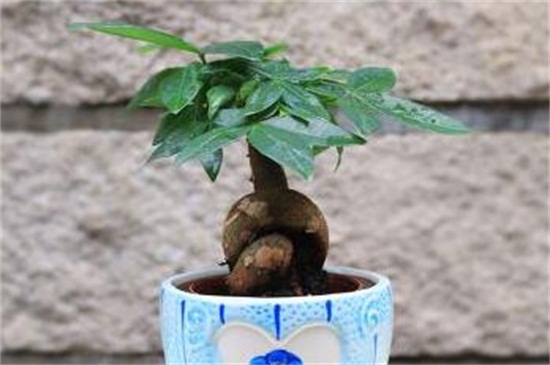 发财树放钱是如何放的，字面朝上可招财