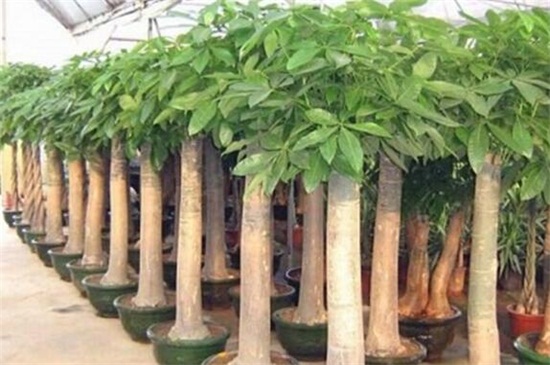 2米的发财树多少钱，一般200～1000元一株