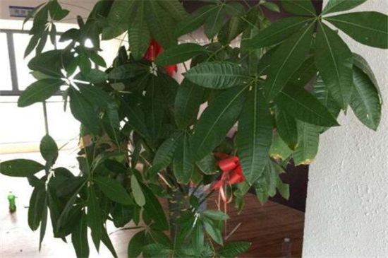 钱如何挂在发财树上，装进红包系在树上