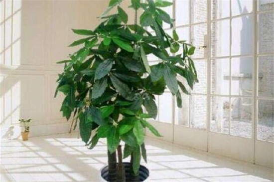 钱如何挂在发财树上，装进红包系在树上