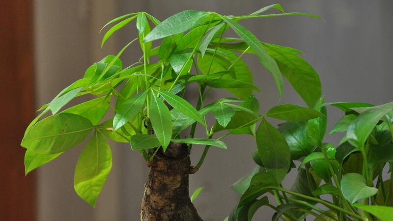 发财树浇水的正确办法