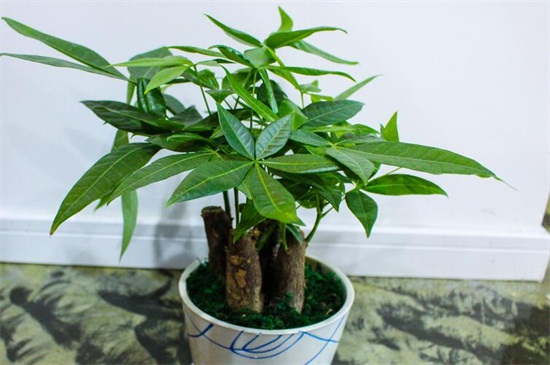 发财树浇水的正确办法