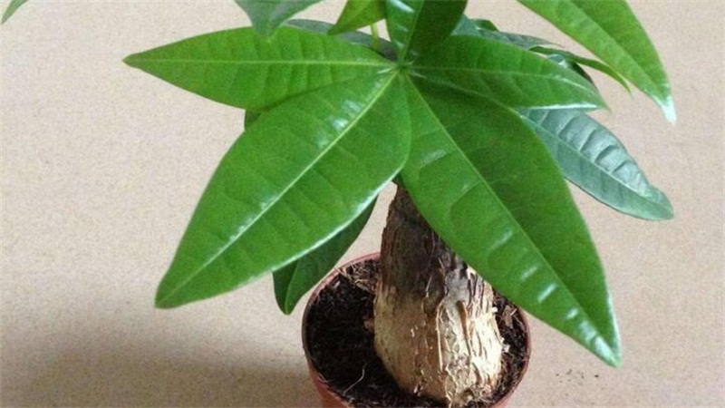 发财树叶子发黄如何办