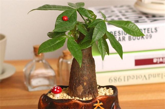 发财树叶子发黄如何办