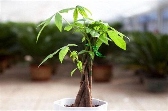 发财树的养殖办法和留意事项